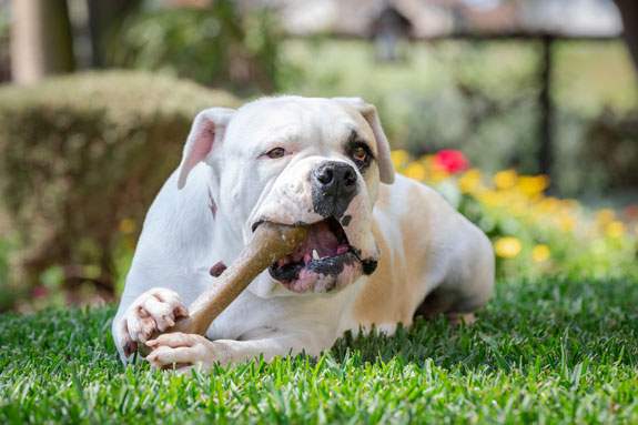 a white boxer chewing on a Pet Qwerks Nylon Bone