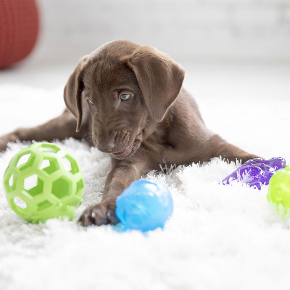 puppy chocolate lab playing with JW Puppy Toys
