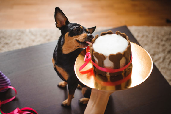 Puppy licking a cake for dogs