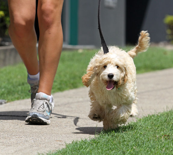 a white dog outdoors exercising during a walk