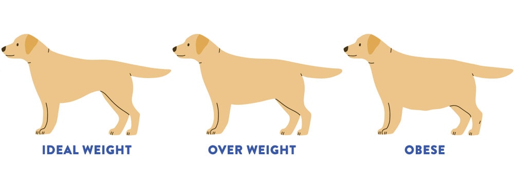 an illustration of a dog's ideal weight vs. overweight