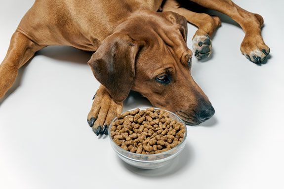 a dog laying down by his food bowl, not interested in eating