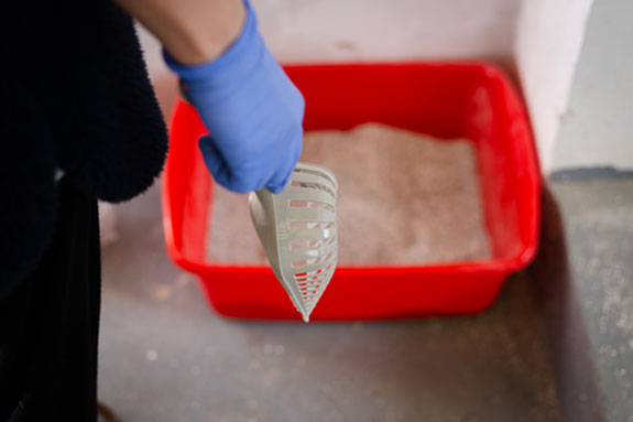 Clean litterboxes with gloves on