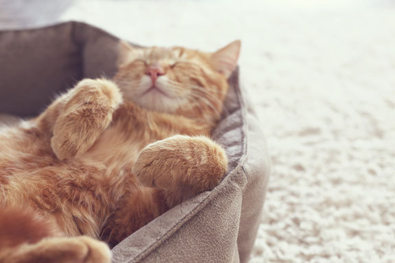 A cute, orange cat laying on its back sleeping in a cat bed