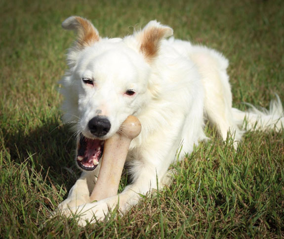 a dog chewing on a Pet Qwerks Nylon bone
