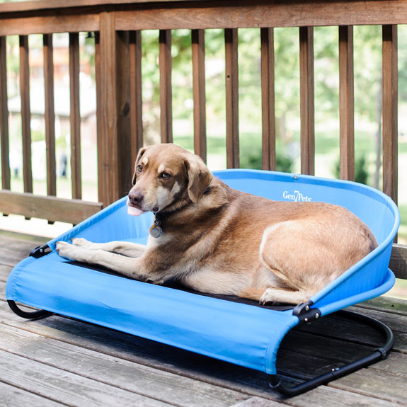 a dog laying on a blue Gen7Pets Cool-Air Cot Elevated Dog Bed