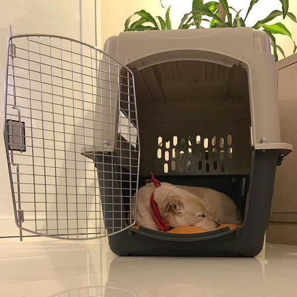 dog sleeping inside a plastic pet kennel