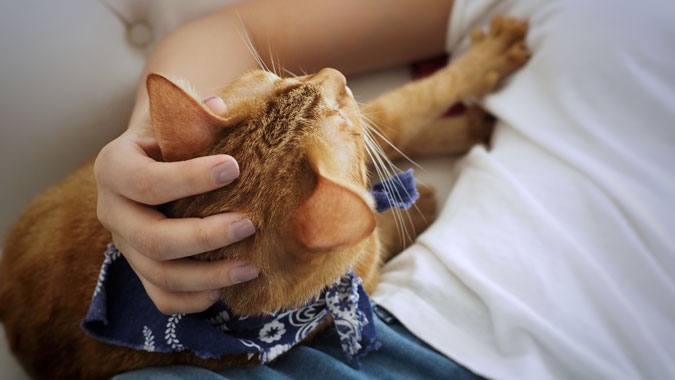 a cat kneading on it's owner