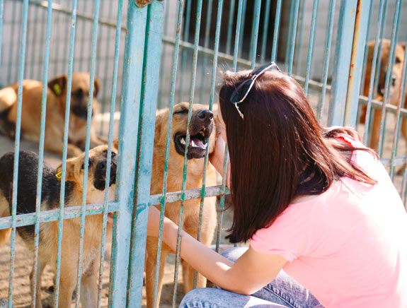 A woman petting larger dogs inside a cage at an animal shelter