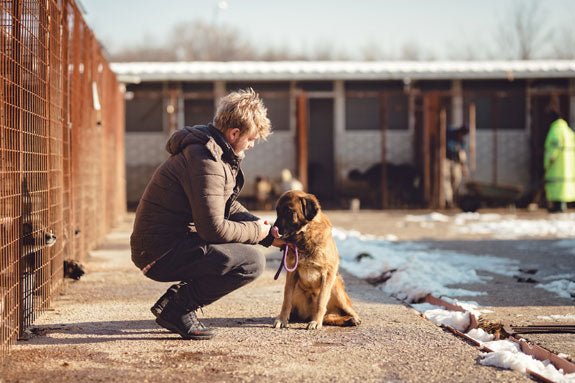 a man petting an senior dog at a animal shelter