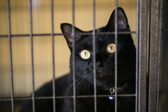 a black cat inside a cage at an animal shelter