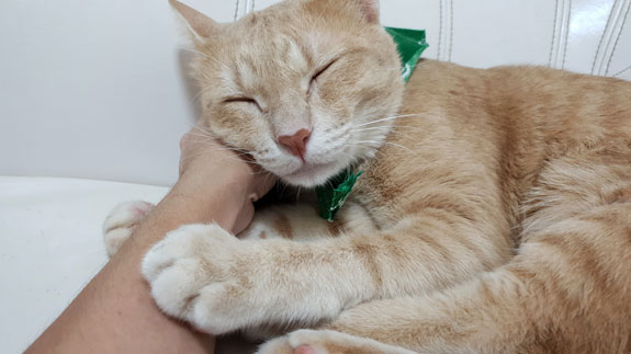 a orange cat affectionately kneading owners arm as he pets him.