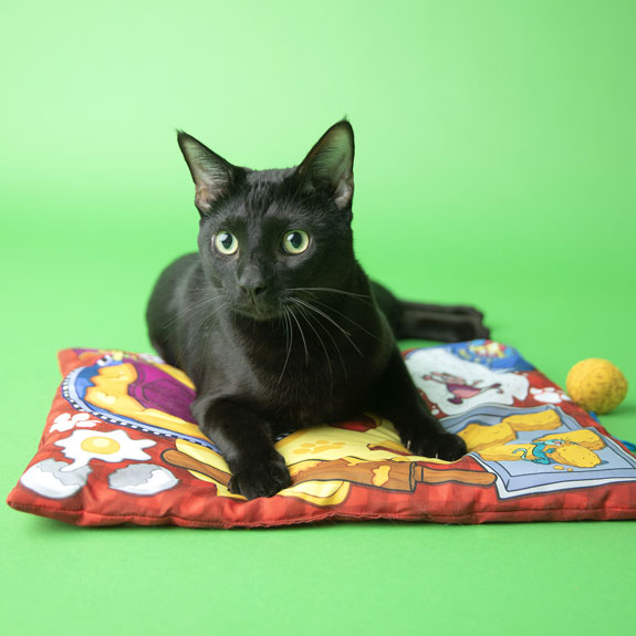 A black cat laying on a FAT CAT Kneading Mat