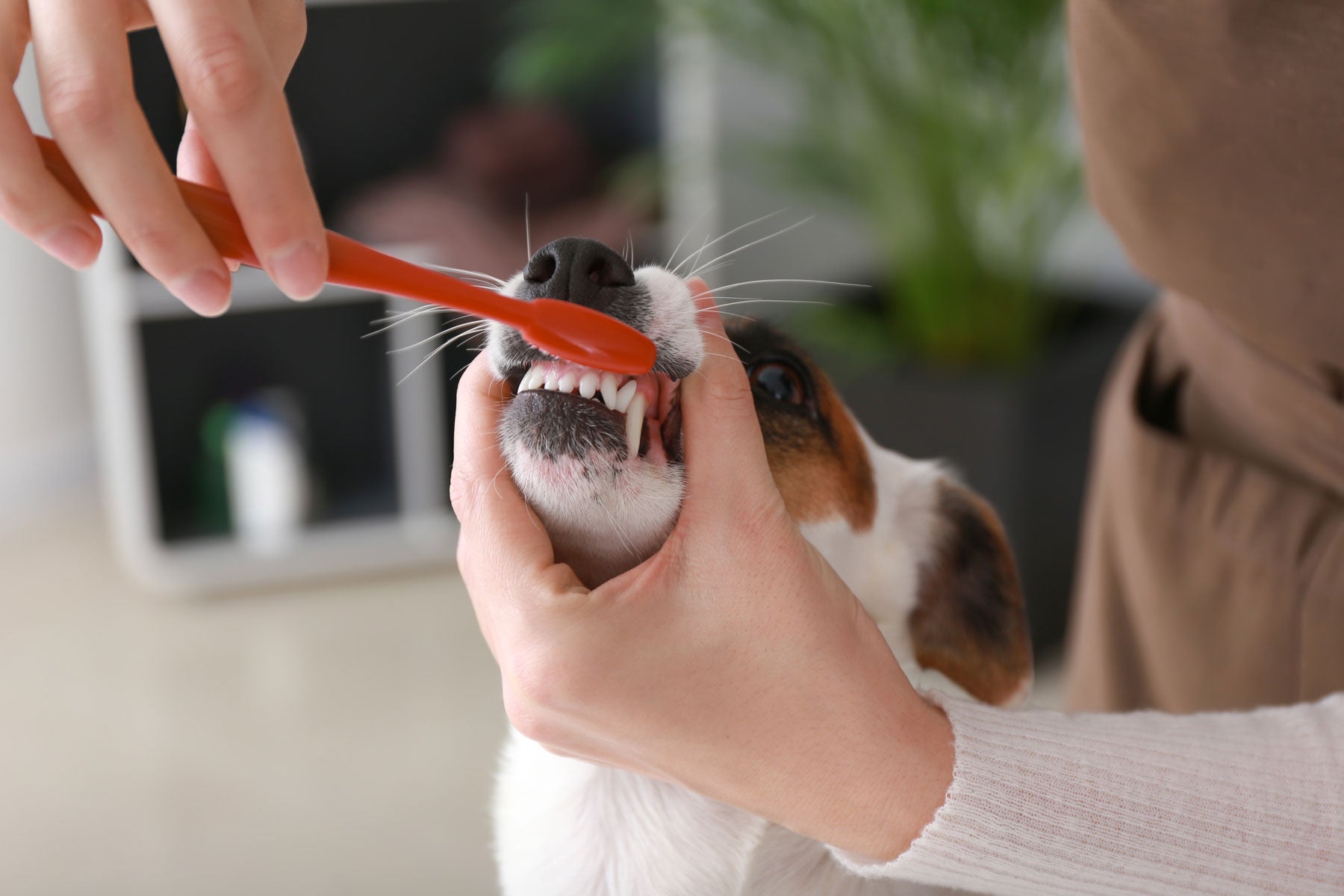 a dog having his teeth brushed