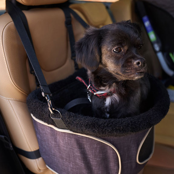 A small black dog sitting in a vehicle booster seat for dogs