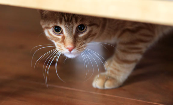 a cat poking her head out from under a table