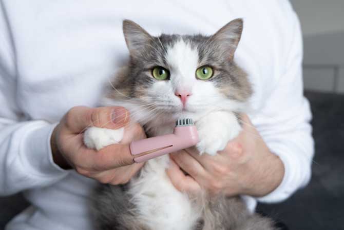 a person brushing a cats teeth with a Finger Toothbrush for Cats