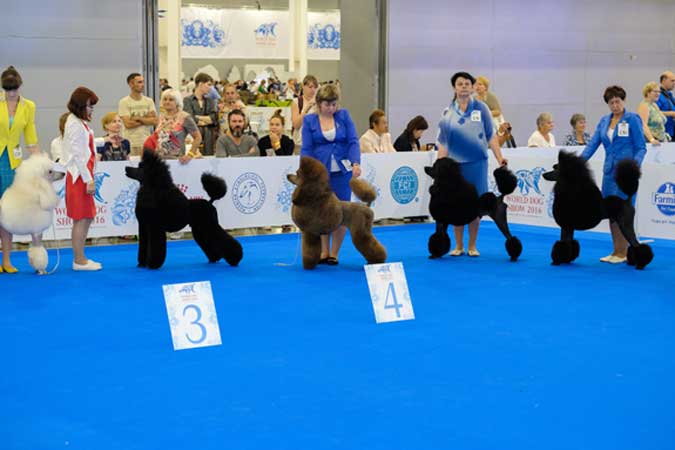 a group of poodles posing while being judged during a dog show