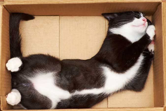 a cat relaxing inside a box