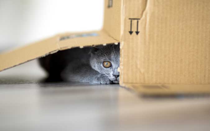a cat hiding under the flap of a box