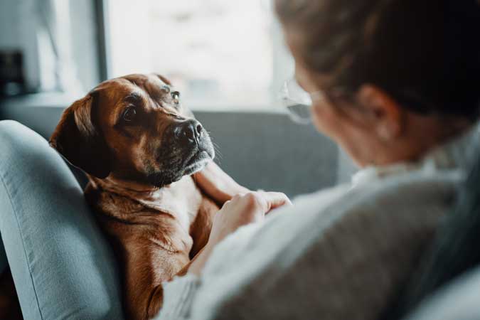 a lady comforting a dog who is experiencing anxiety