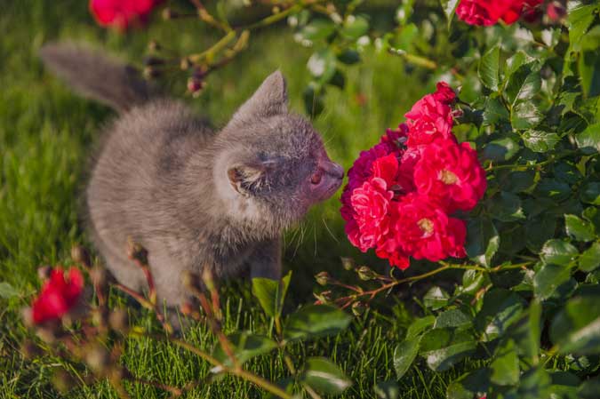 a kitten smelling some pink flowers in a garden