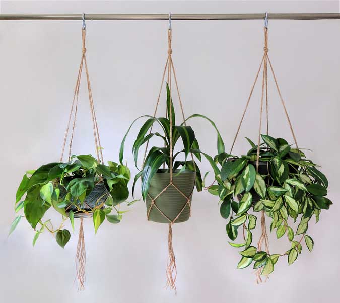 three plants hanging from a hanging pots