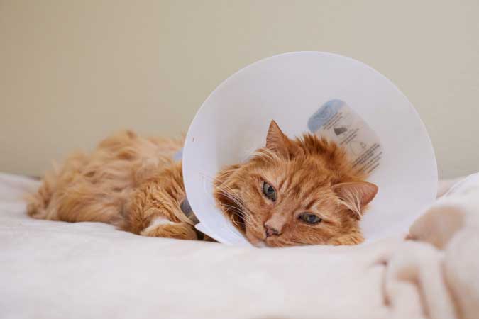 an orange cat with a recovery cone on