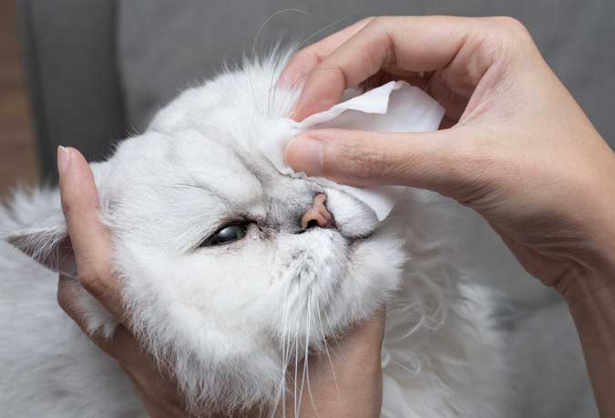 a cat having it's eyes wiped clean