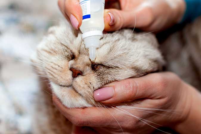 a cat having eye drops put in it's eye