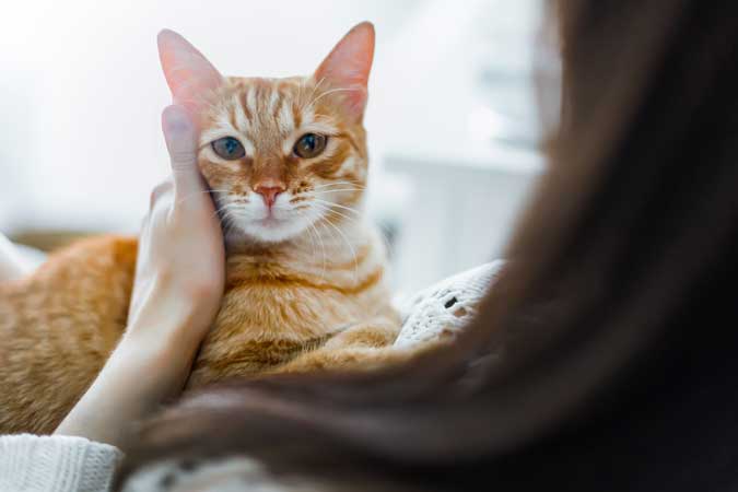 an orange cat laying on his owners lap as he is being pet