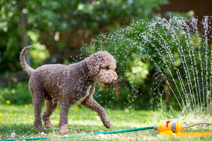 a dog playing in a sprinkler