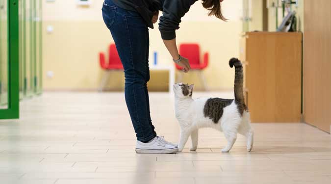 a lady petting a cat inside a pet shelter