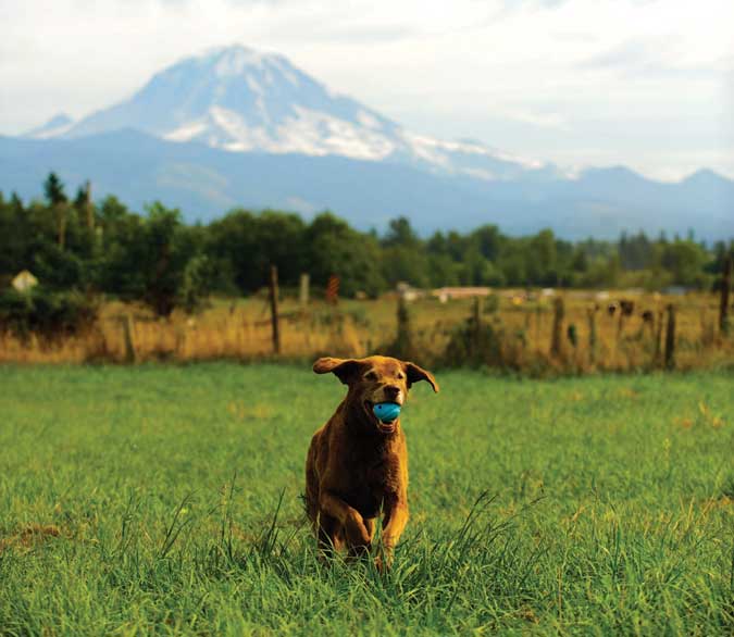 a dog running through a field with a lovely mountain in the background