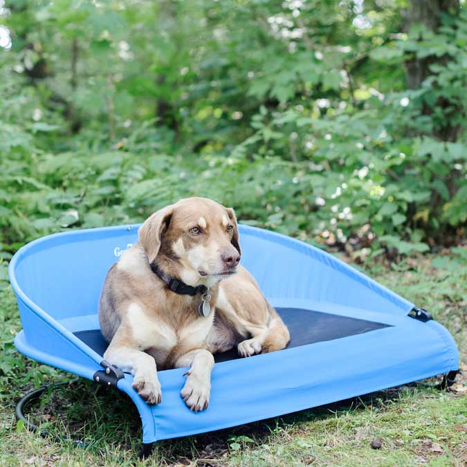 a large dog resting outside on a Gen7Pets Cool Air Cot Dog Bed