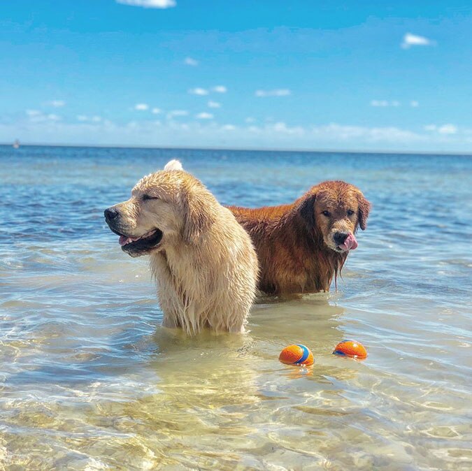 two golden retrievers standing in shallow water at the beach with two Chuckit Ultra Balls