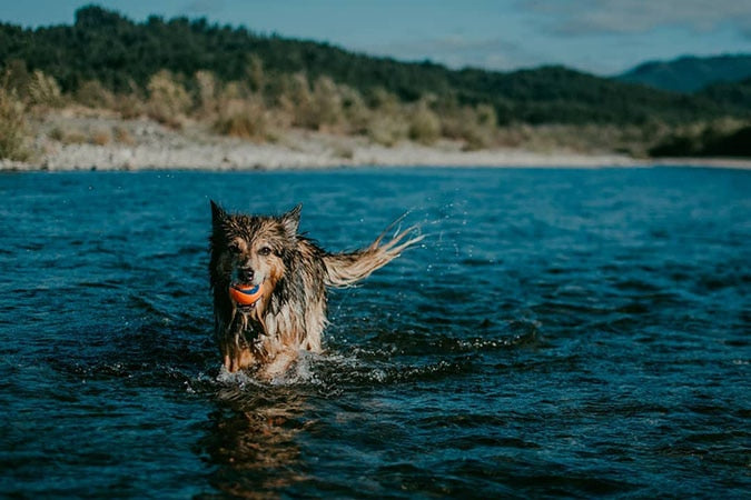 a dog walking in shallow water in a lake carrying a Chuckit Ultra ball in mouth