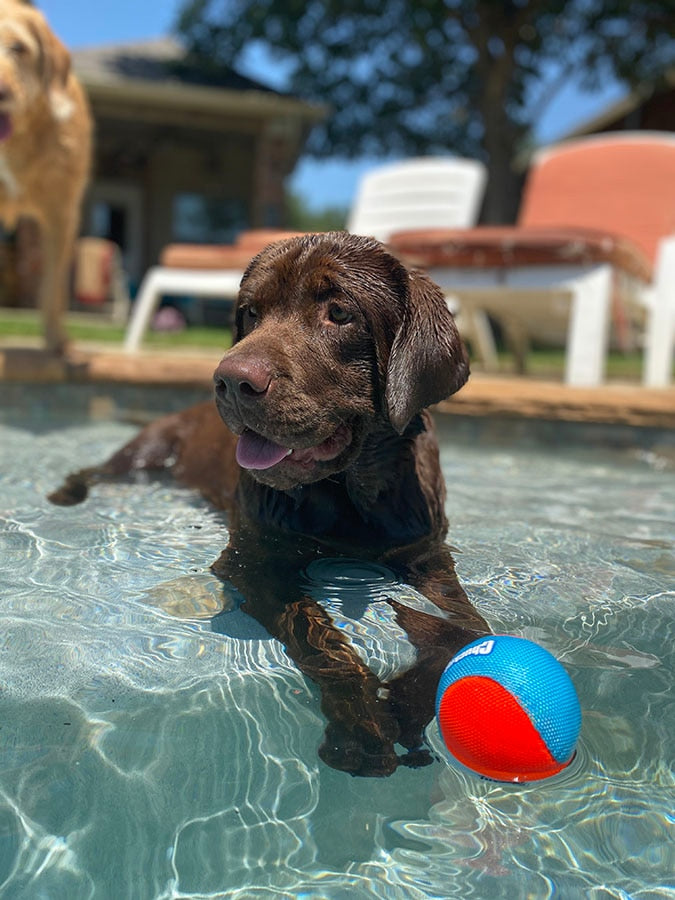 a chocolate lab laying on a step inside an underground pool with a Chuckit! Amphibious Ball