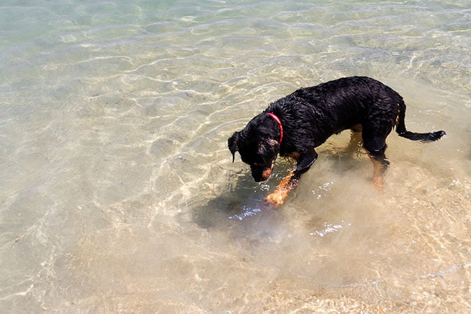 a small black dog playing in shallow lake water