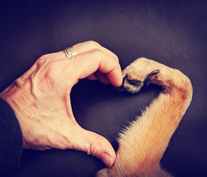 a human hand with a dog's paw making the shape of a heart