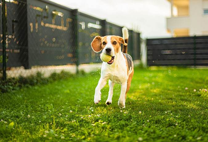 a young beagle running in a backyard with a tennis ball in its mouth