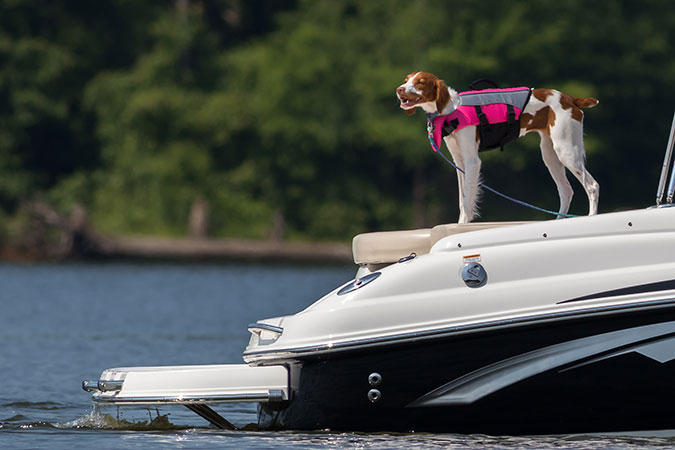 a large dog standing on the back of a boat that's in a lake