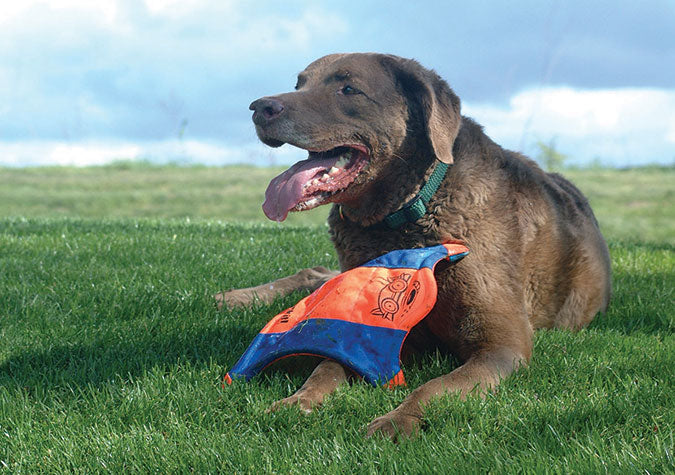 a chocolate lab resting outside with a Chuckit! Flying Squirrel Dog Toy