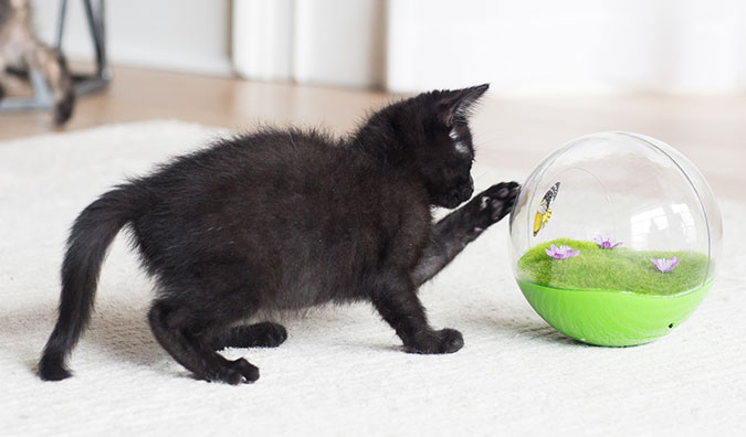 A black kitten playing with a Jackson Galaxy Butterfly Ball Cat Toy