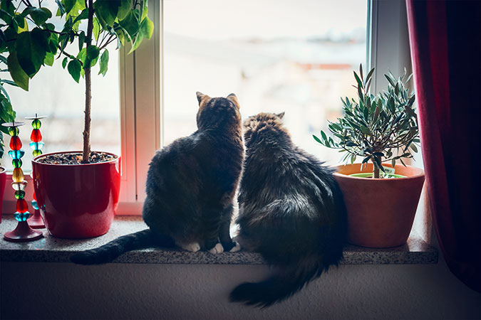 two indoor cats sitting on a window sill looking outside