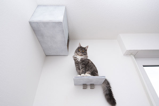 a cat sitting on an elevated shelf