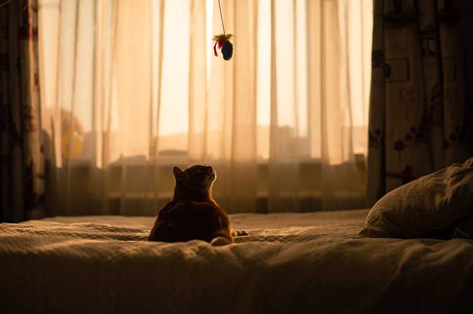 a cat sitting on a bed at dusk, playing with a cat toy