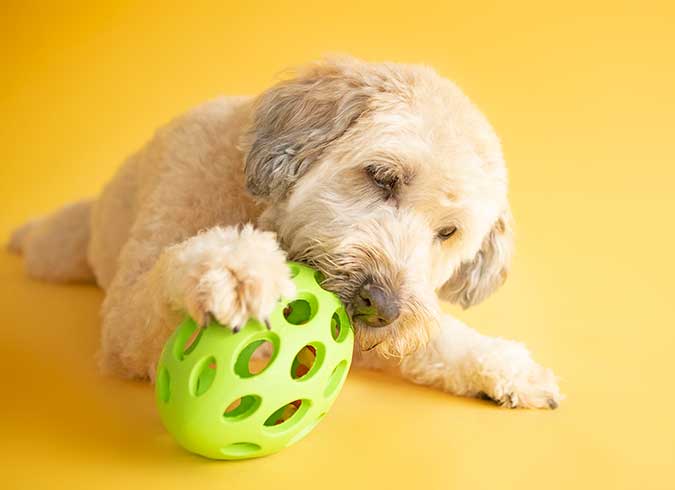 a dog playing with a JW Hol-ee Football Dog Toy