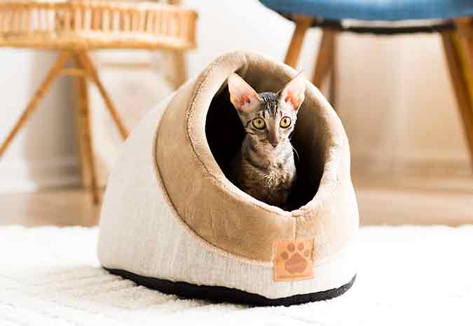 a cat sitting in a white colored cat cave bed