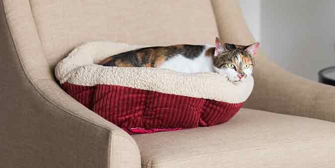 a cat laying down on a Aspen Pet Self-Warming Cat Bed